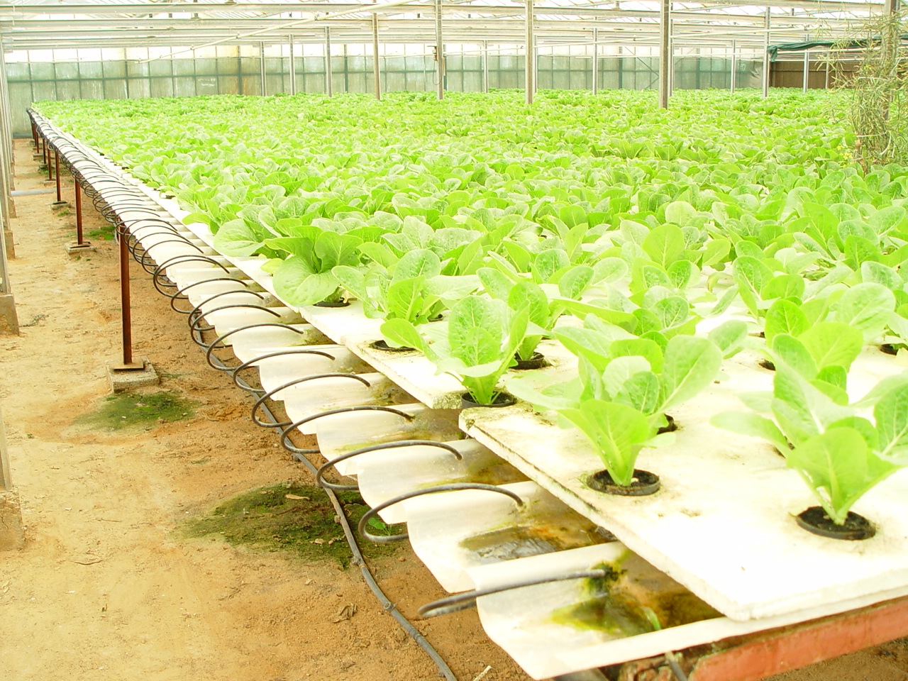 Innovators Target Urban Farming | Intercon